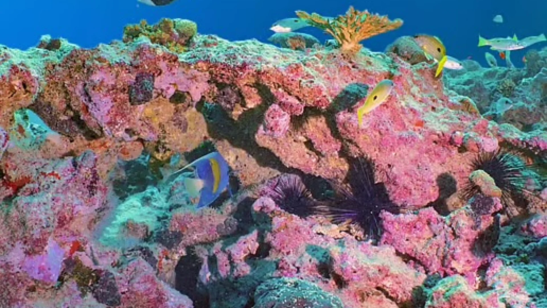 UAE Corals: Survival in a Hotter Sea | Die Geissens Real Estate | Luxus Immobilien mit Carmen und Robert Geiss – Die Geissens in Dubai